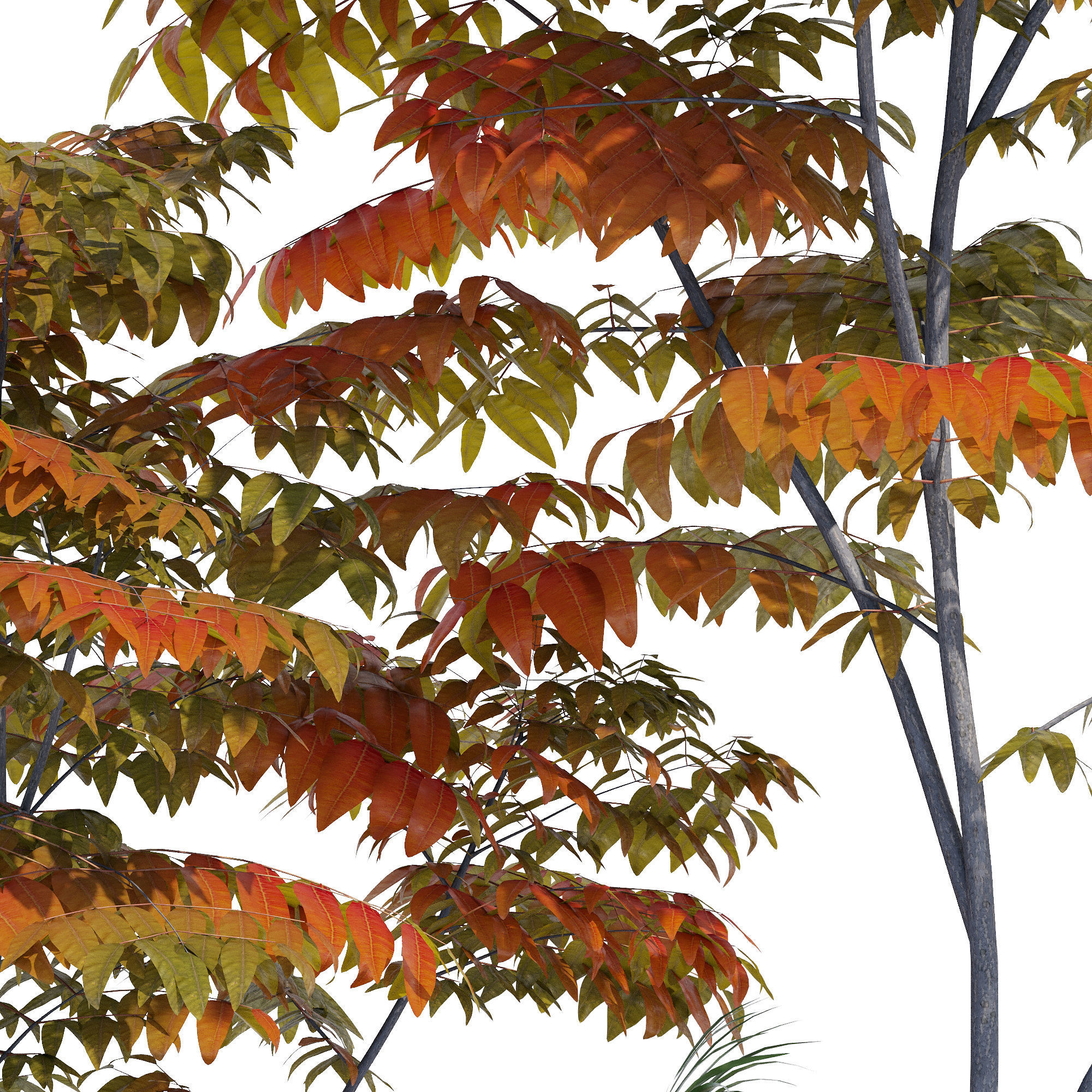 Paolelli one 3D model_5