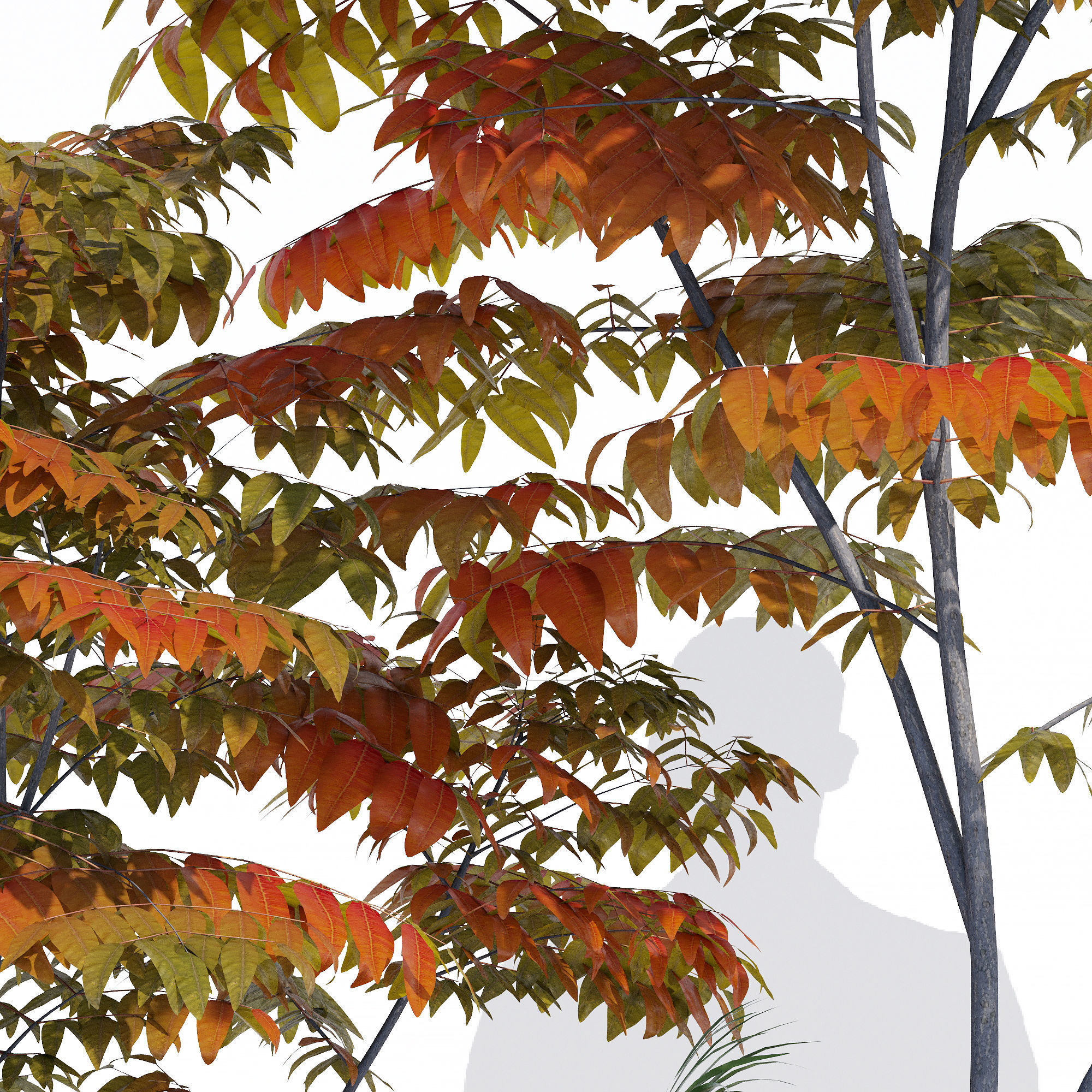 Paolelli one 3D model_13