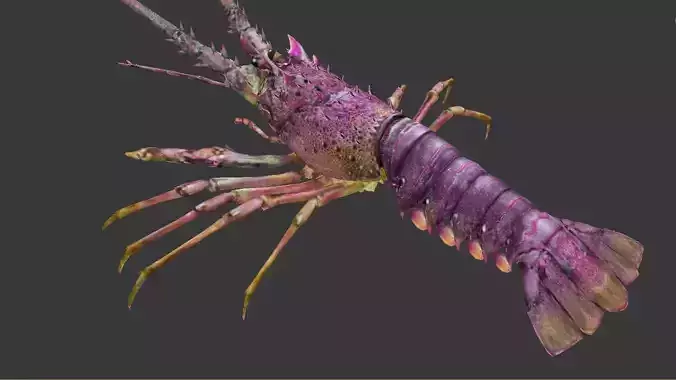 lobster Australian lobster Low-poly 3D model