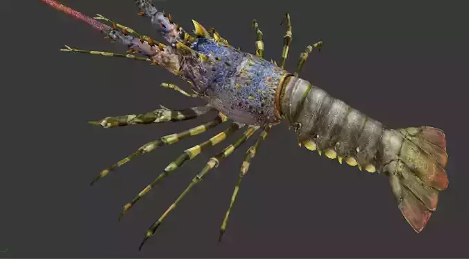 Australian lobster Low-poly 3D model