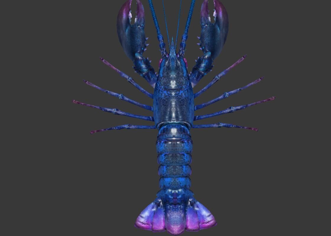 Homarus americanus lobster  Low-poly 3D model_3