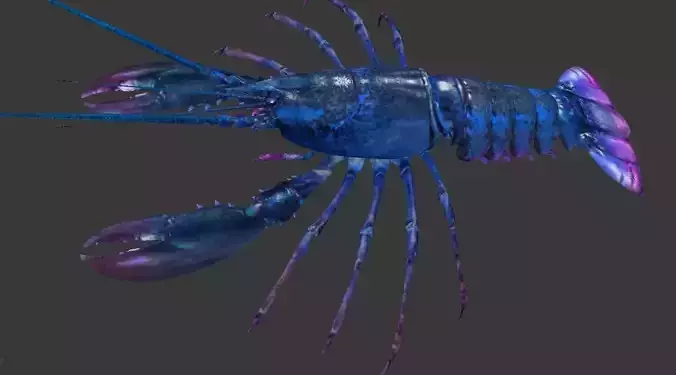 Homarus americanus lobster 