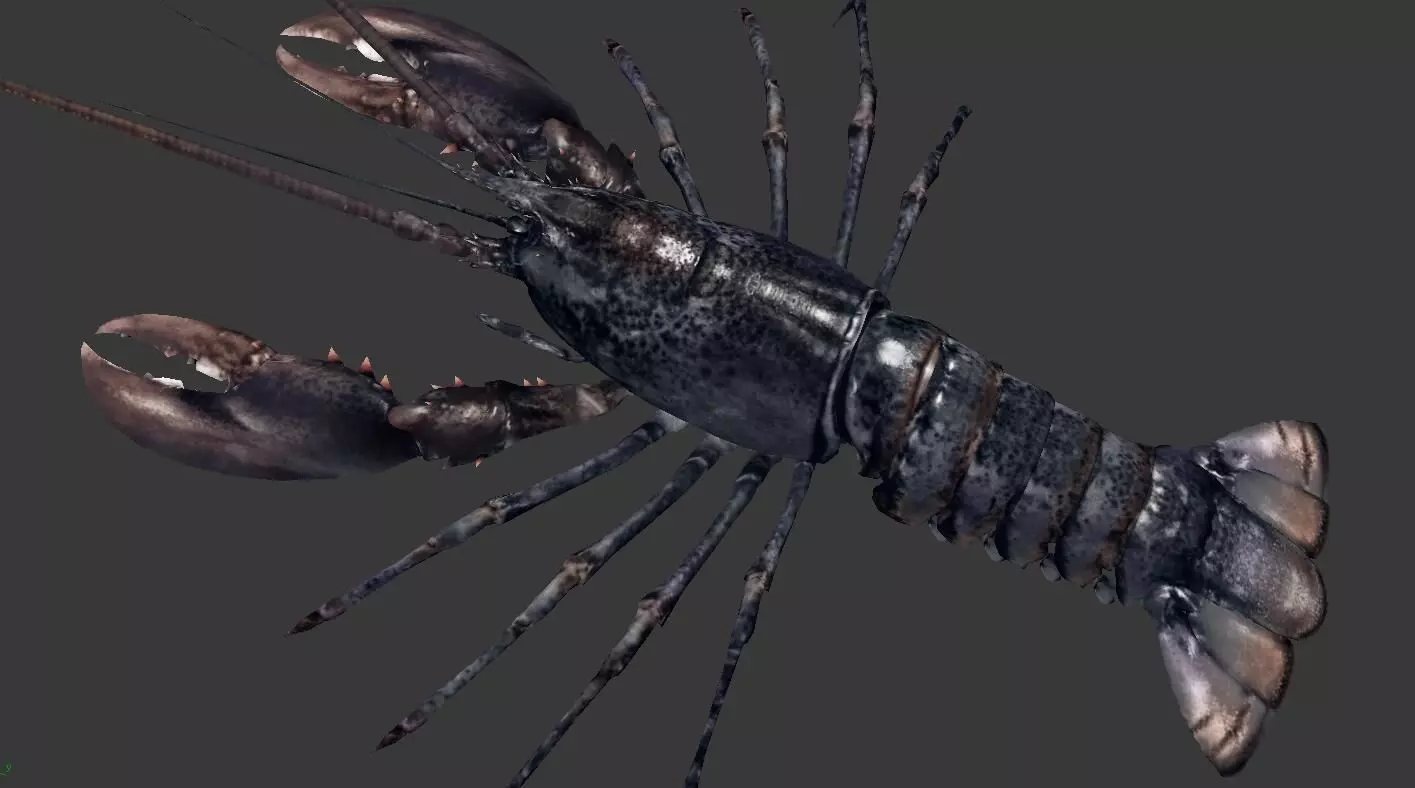 Homarus americanus lobster  Low-poly 3D model_0