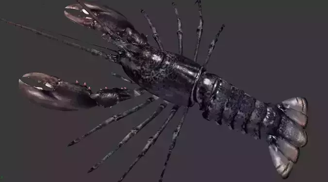 Homarus americanus lobster  Low-poly 3D model