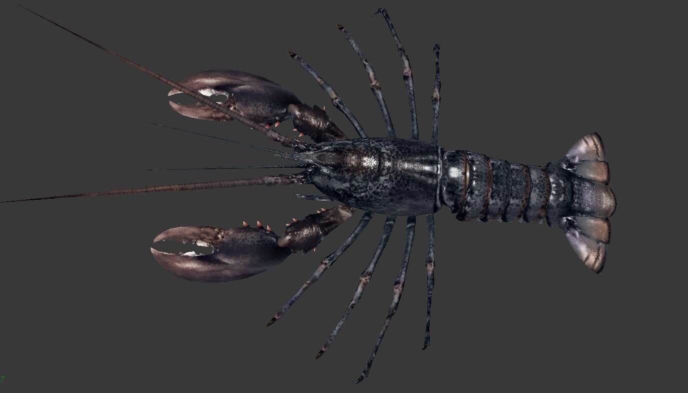 Homarus americanus lobster  Low-poly 3D model_5
