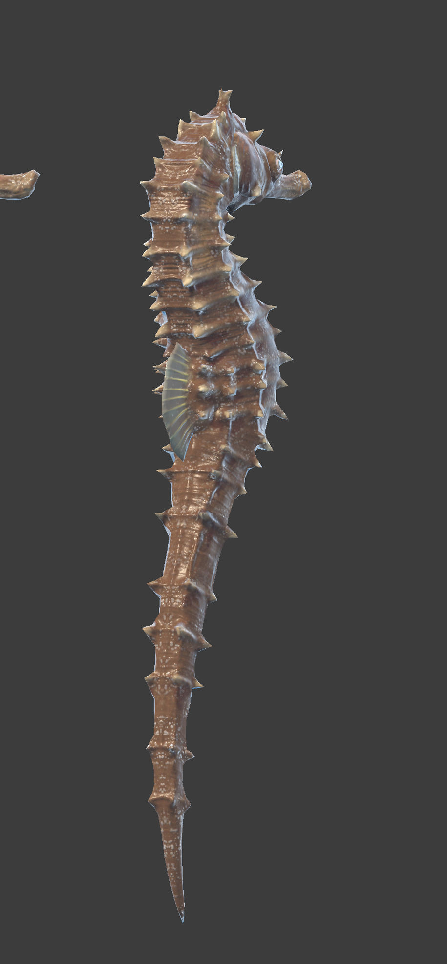 Seahorse Hippocampus Kuda Low-poly 3D model_2