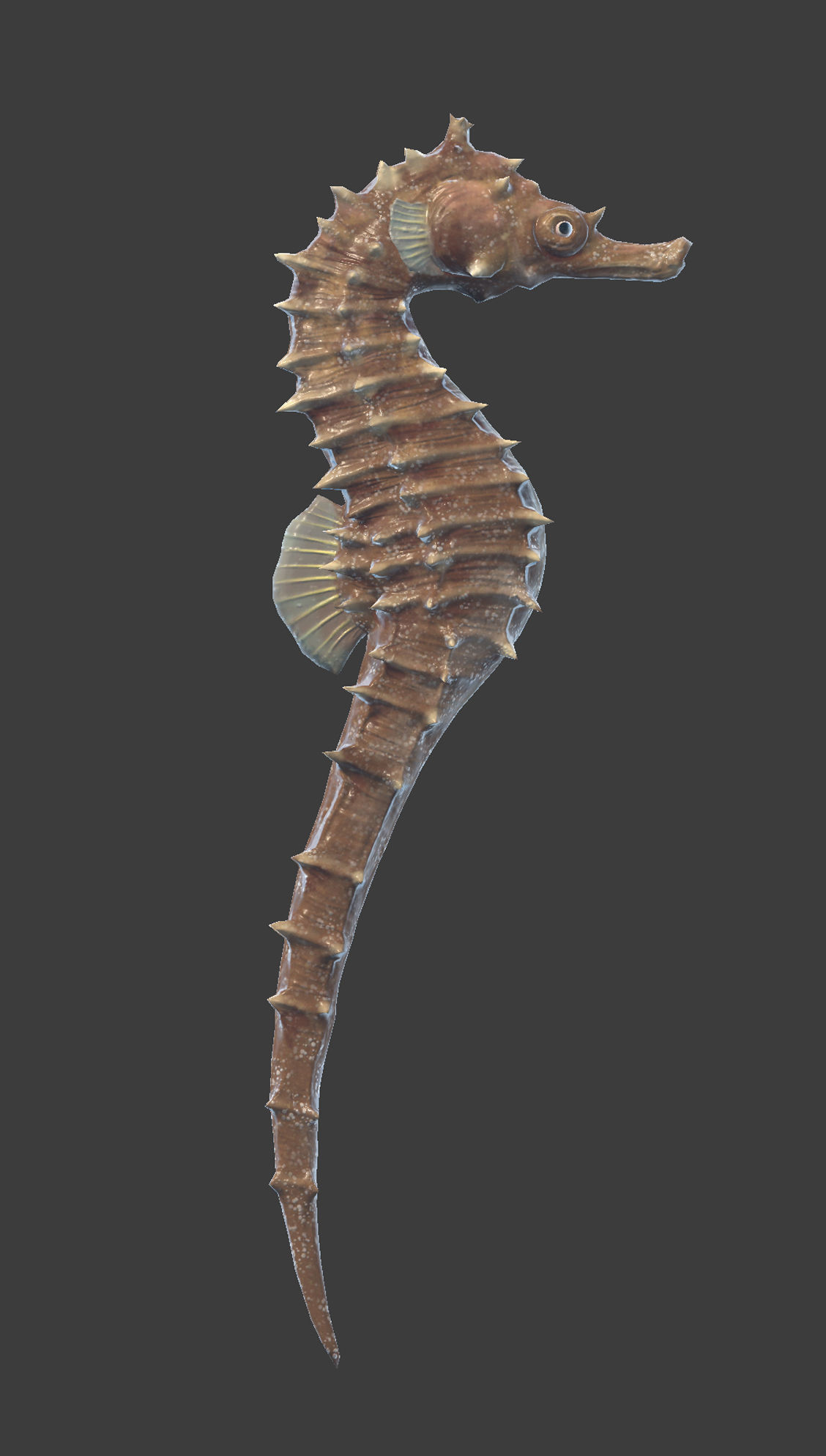 Seahorse Hippocampus Kuda Low-poly 3D model_1