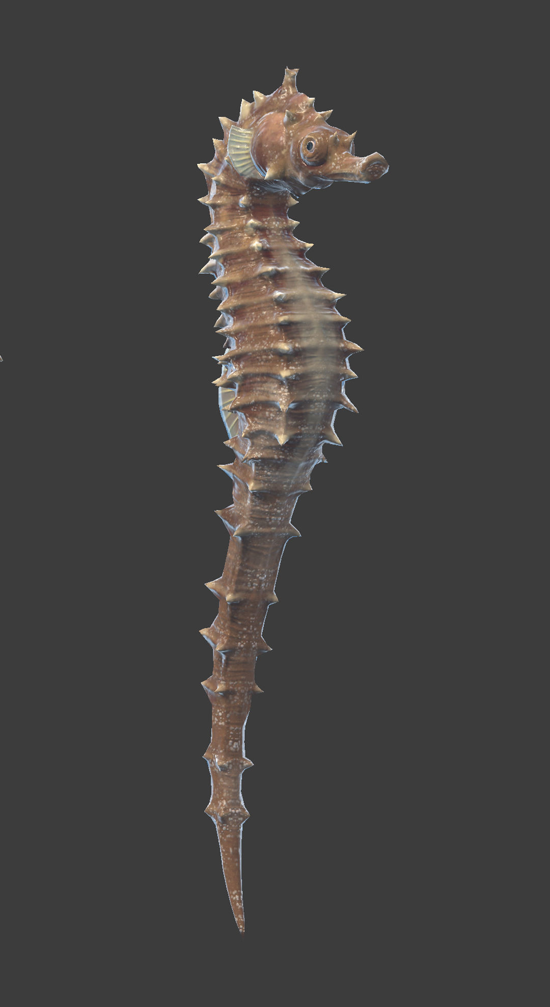 Seahorse Hippocampus Kuda Low-poly 3D model_5