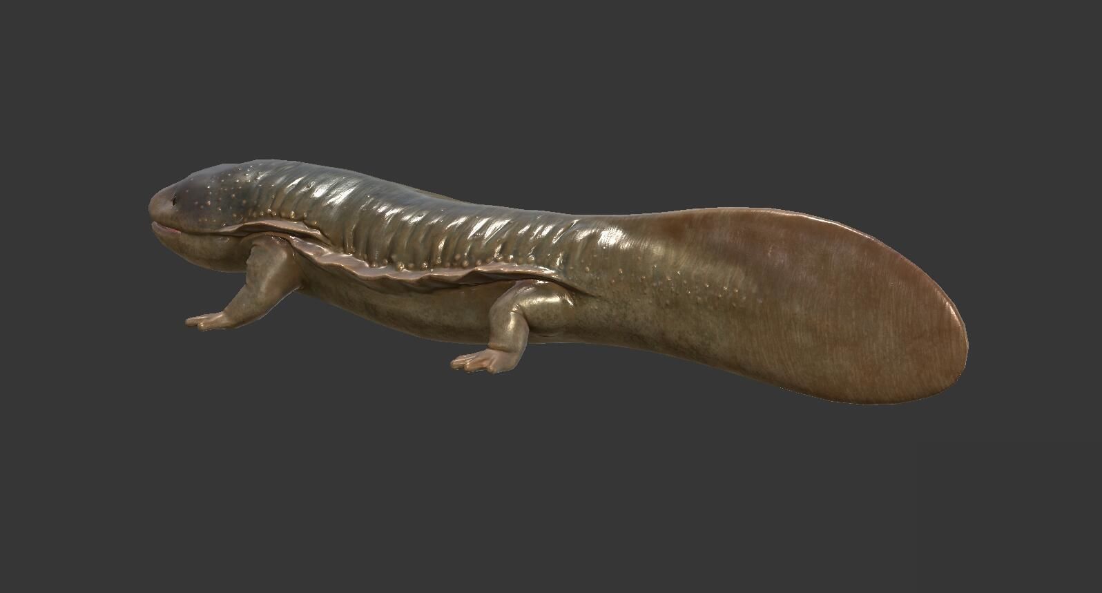 Giant salamander Low-poly 3D model_2