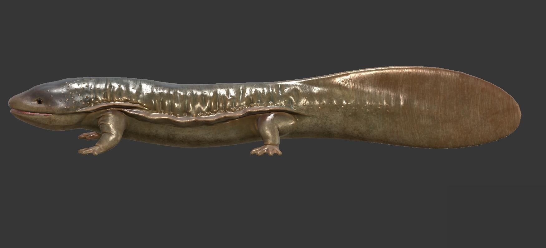 Giant salamander Low-poly 3D model_1