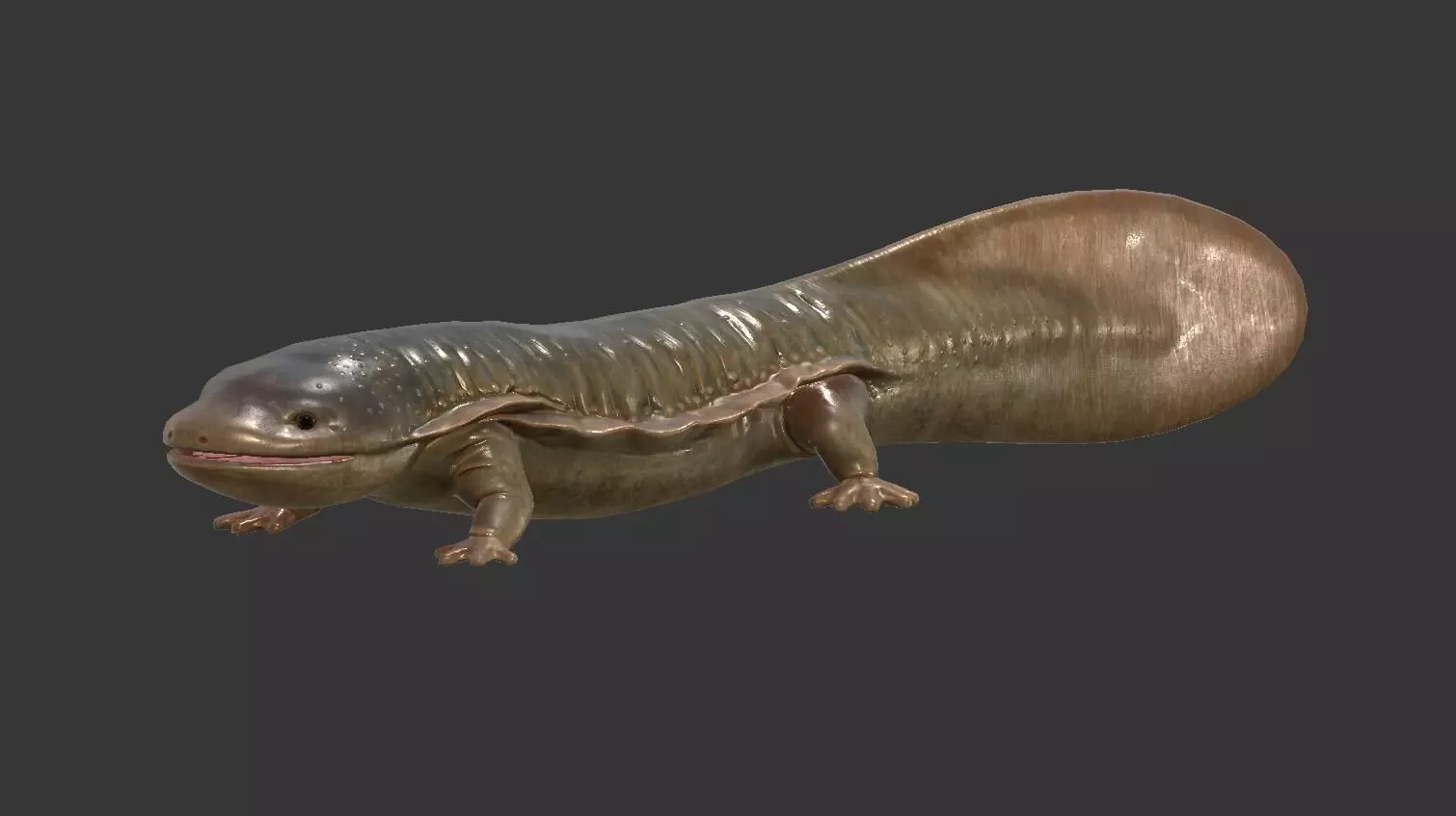Giant salamander Low-poly 3D model_0