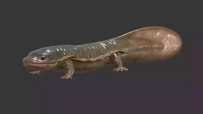 Giant salamander Low-poly 3D model