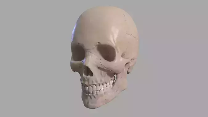 Human Skull
