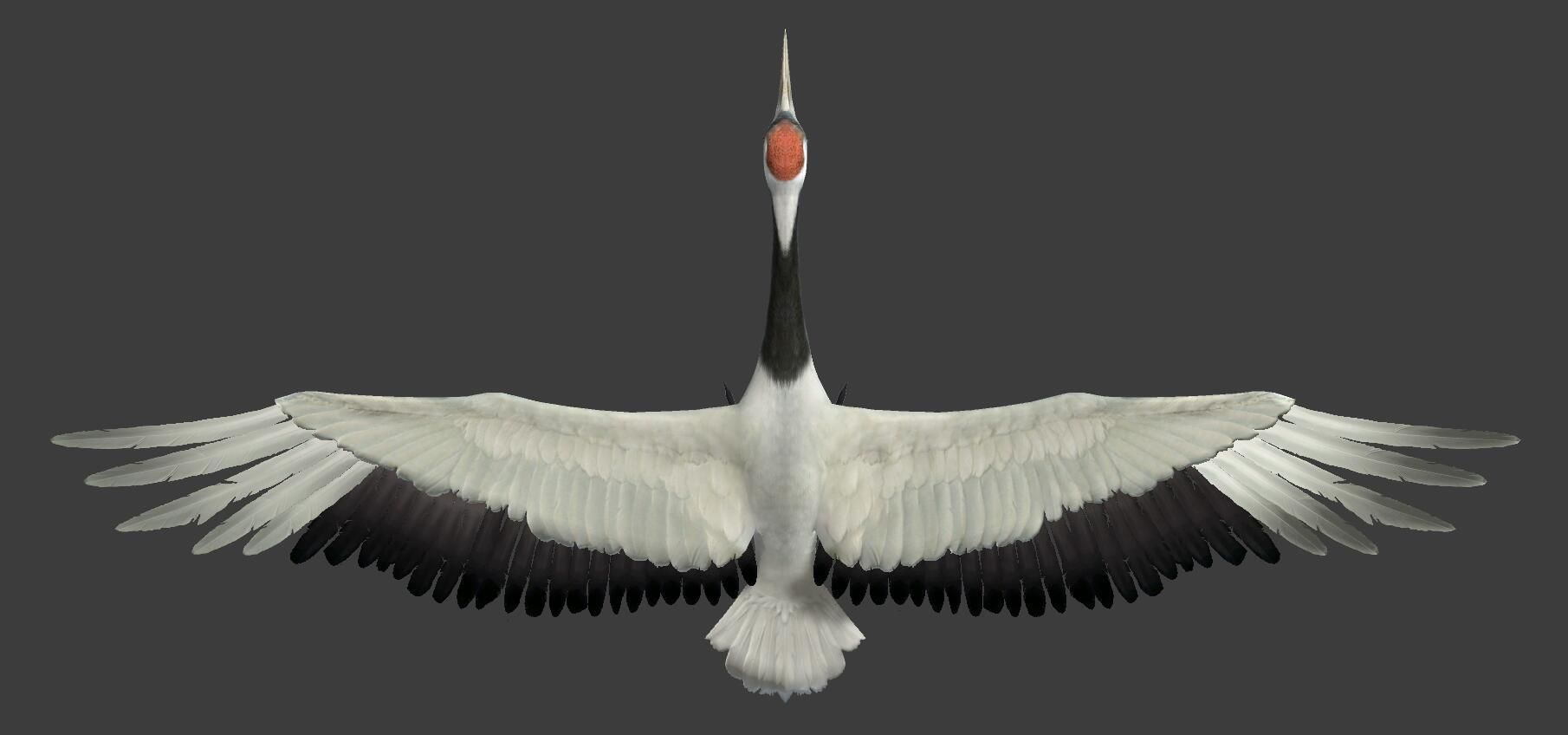 Red-crowned crane Low-poly 3D model_1