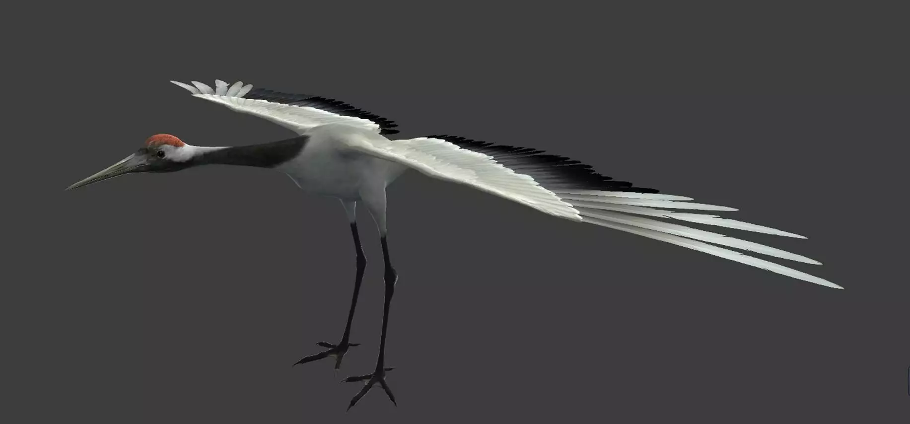 Red-crowned crane Low-poly 3D model_0