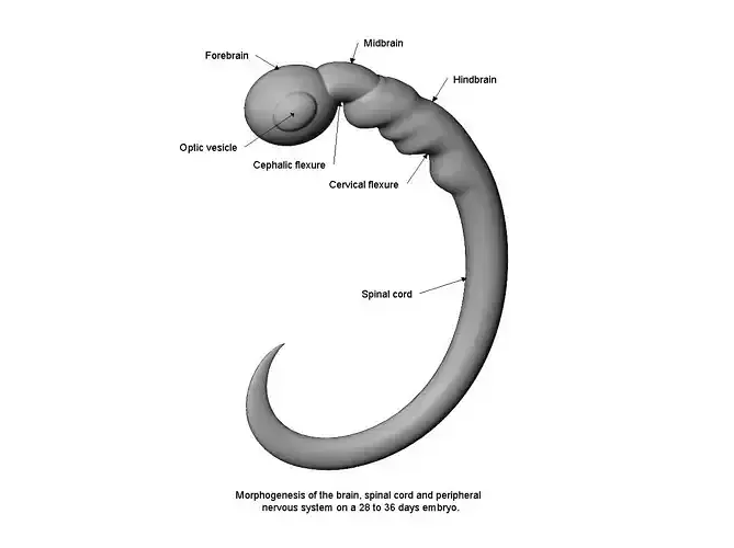 Simplified 10x model morphogenesis of an embryos nervous system 
