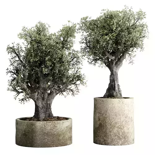 Collection outdoor plant 60 pot old olive tree concrete old vase
