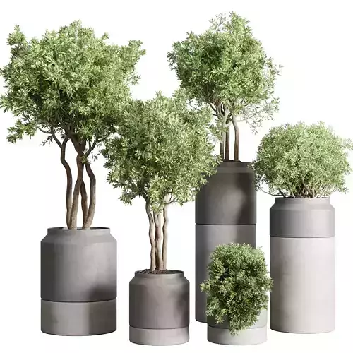 Collection Outdoor Indoor plant 61 concrete vase pot tree bush