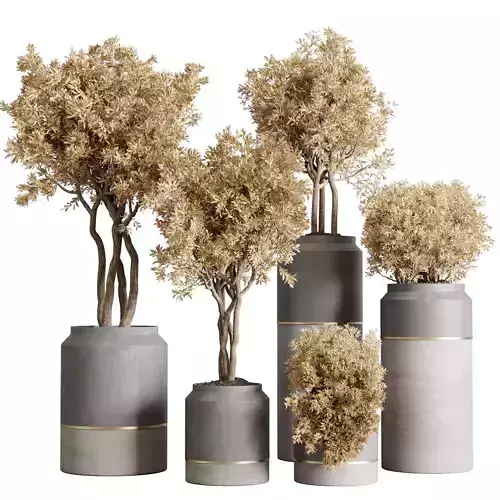 collection Indoor Outdoor plant dirty concrete pots dry plants