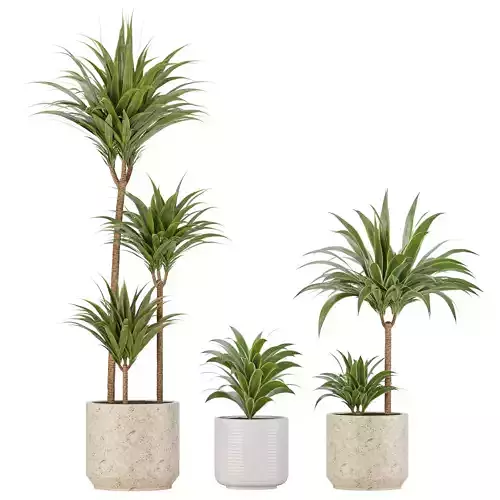 Indoor Planters Dracaena fragrans 01