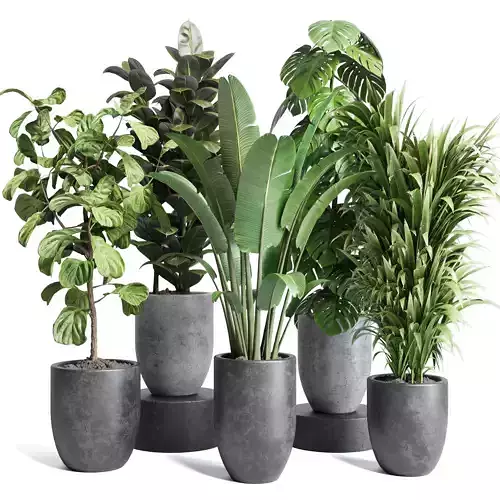 Indoor dirty concrete pot plants ravenala ficus rubbery monstera