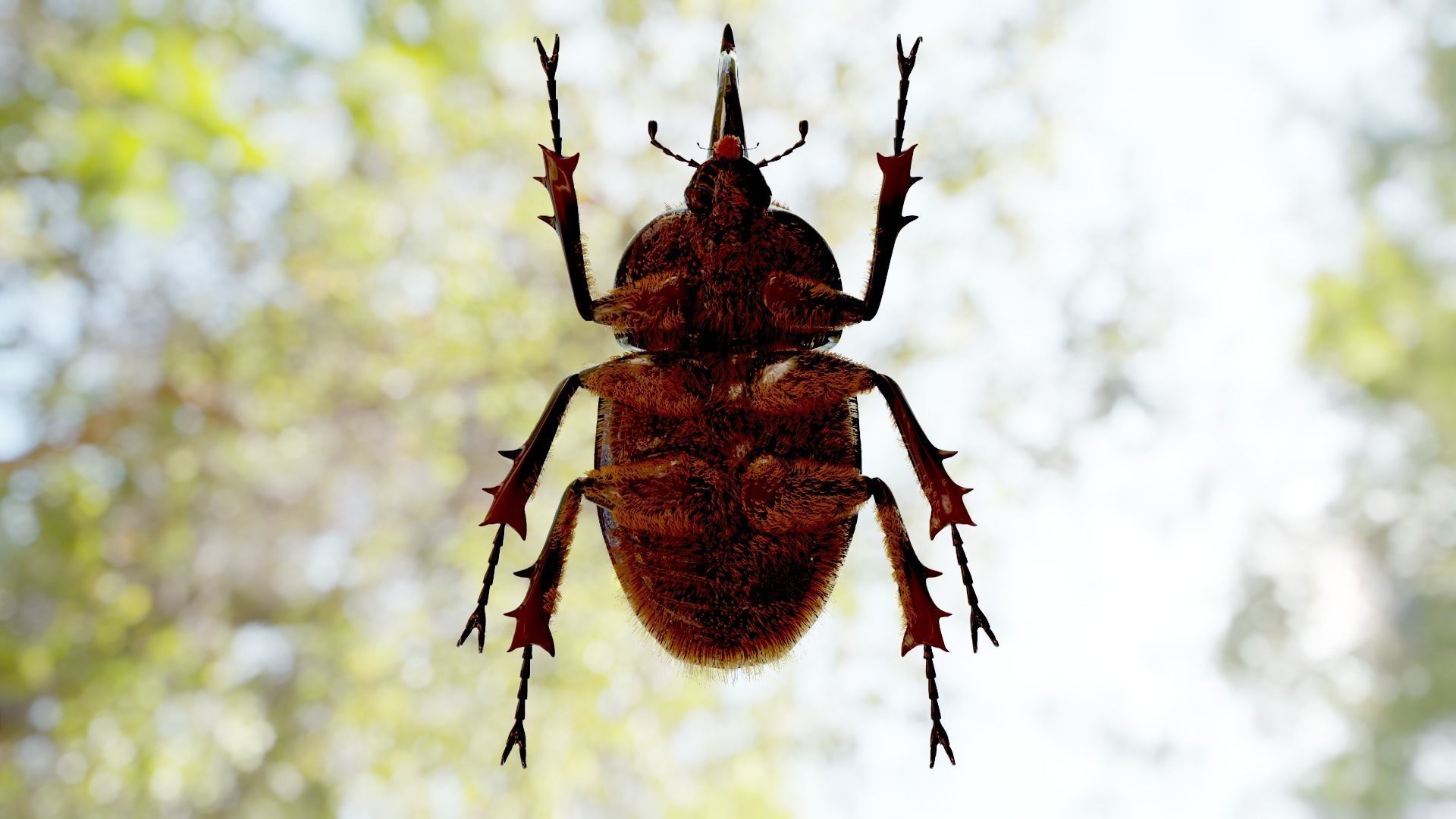 Dynastes satanus 3D model_1