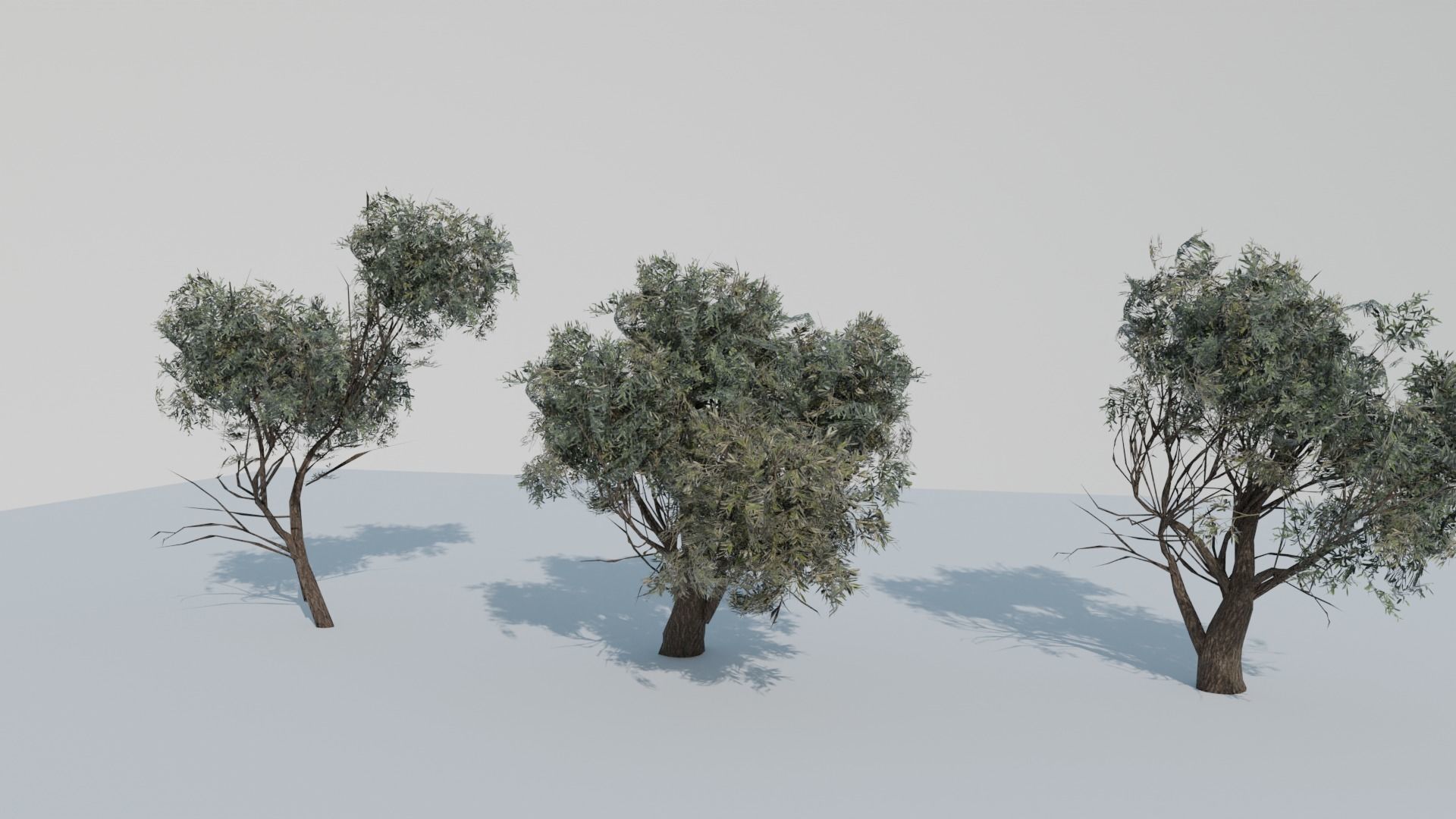 European Olive Tree 3D model 3 assets pack Low-poly 3D model_18