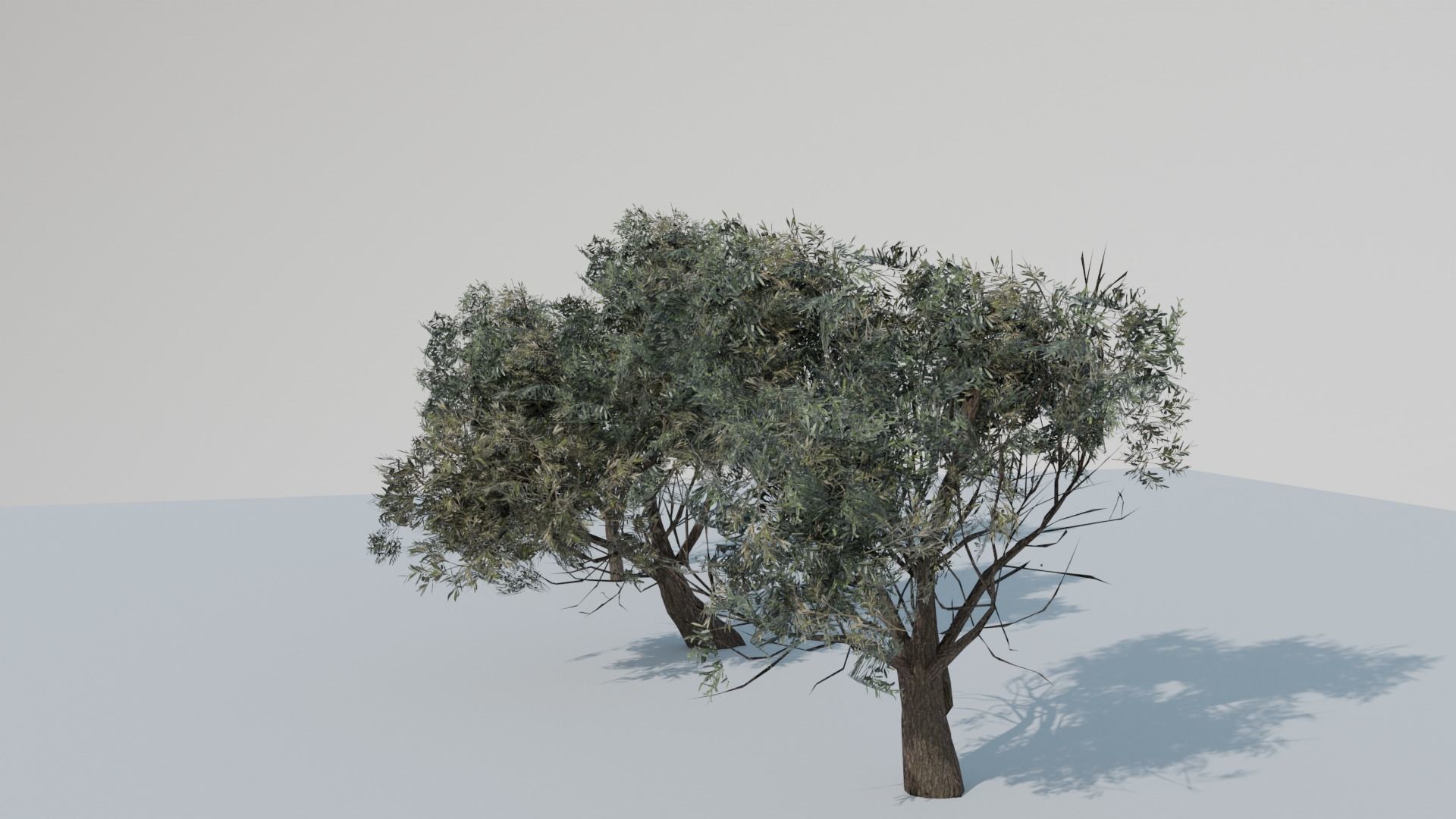 European Olive Tree 3D model 3 assets pack Low-poly 3D model_15