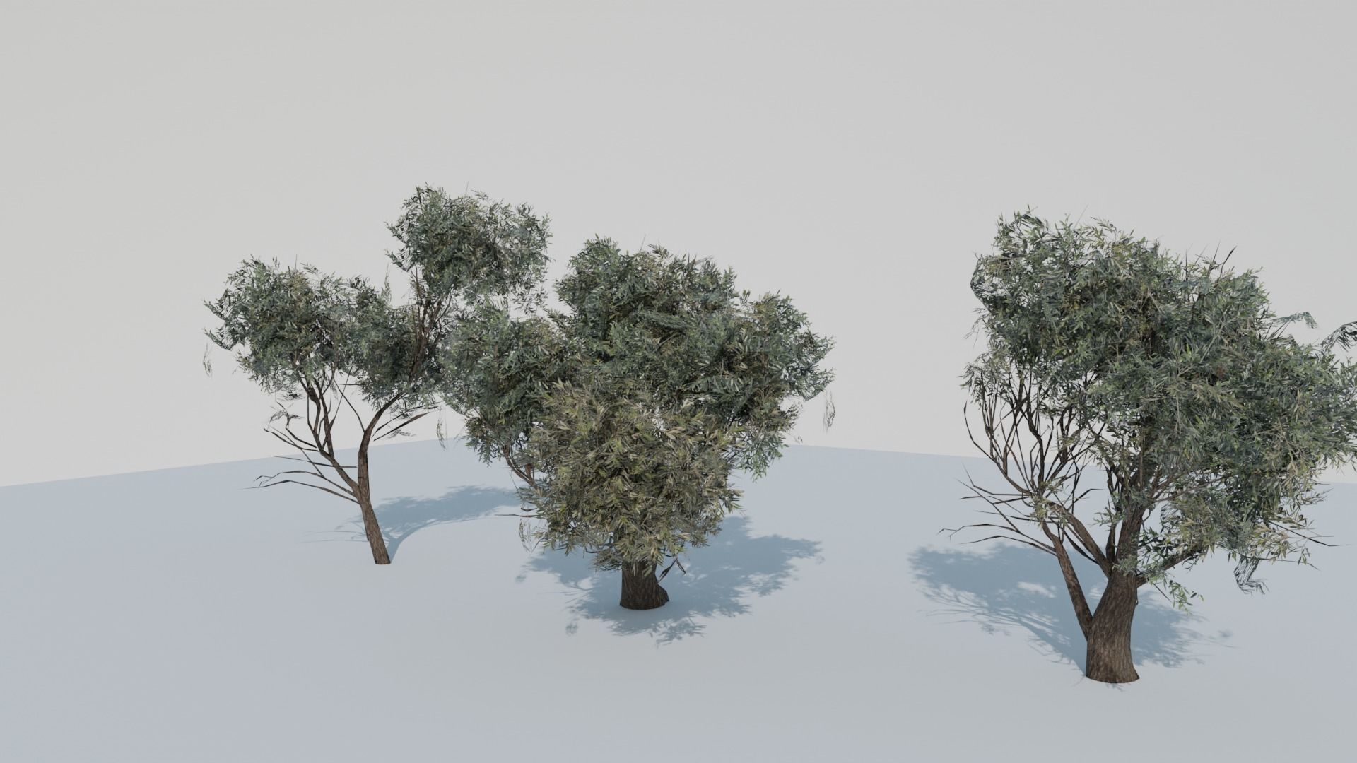 European Olive Tree 3D model 3 assets pack Low-poly 3D model_17