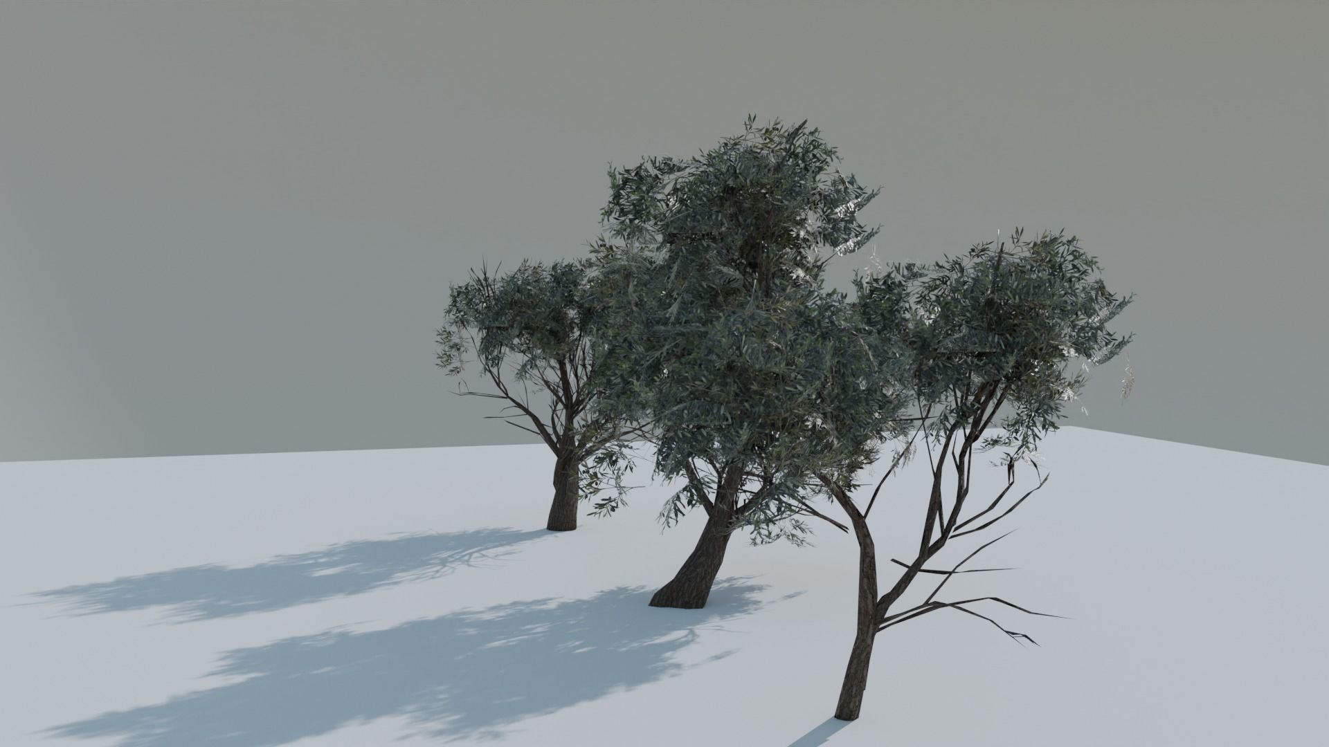 European Olive Tree 3D model 3 assets pack Low-poly 3D model_5