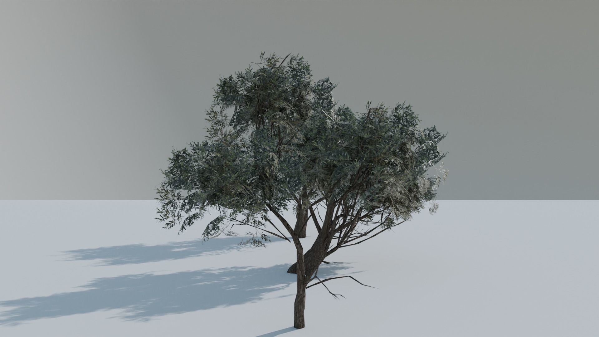 European Olive Tree 3D model 3 assets pack Low-poly 3D model_4