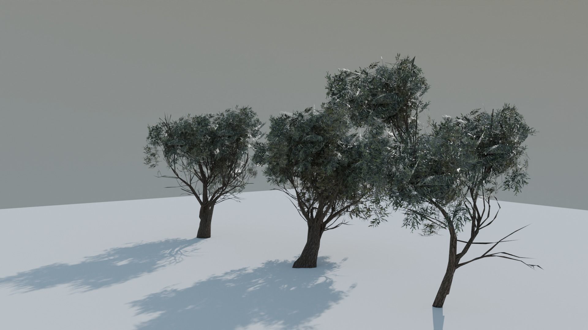 European Olive Tree 3D model 3 assets pack Low-poly 3D model_6