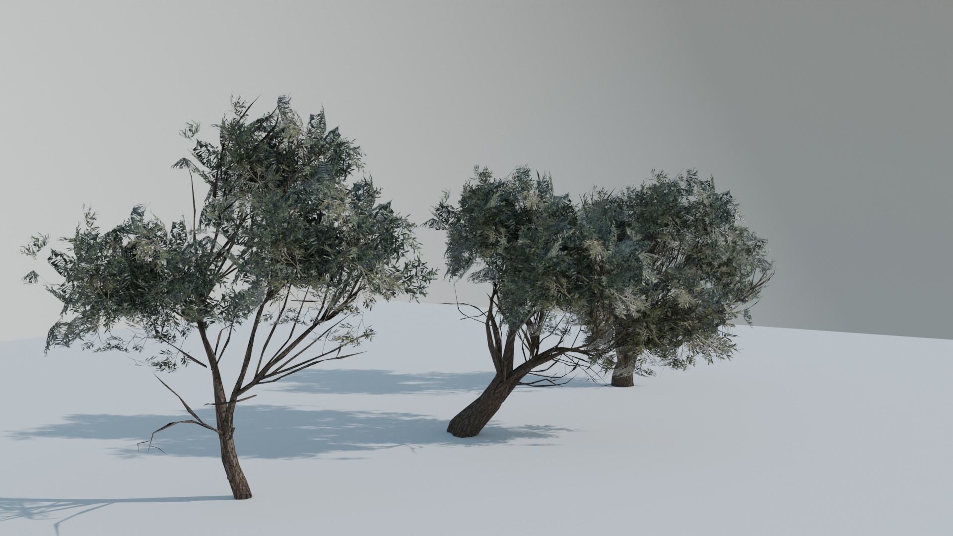 European Olive Tree 3D model 3 assets pack Low-poly 3D model_2