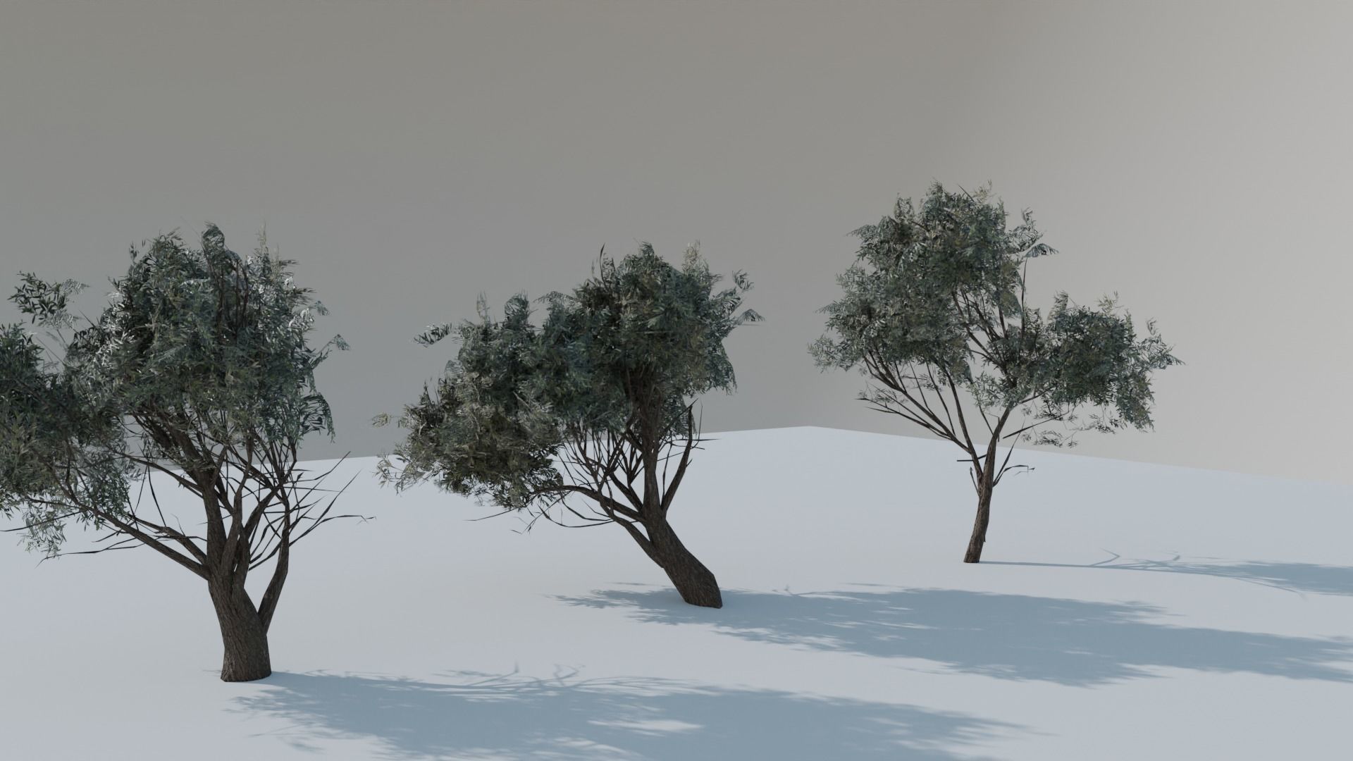 European Olive Tree 3D model 3 assets pack Low-poly 3D model_11