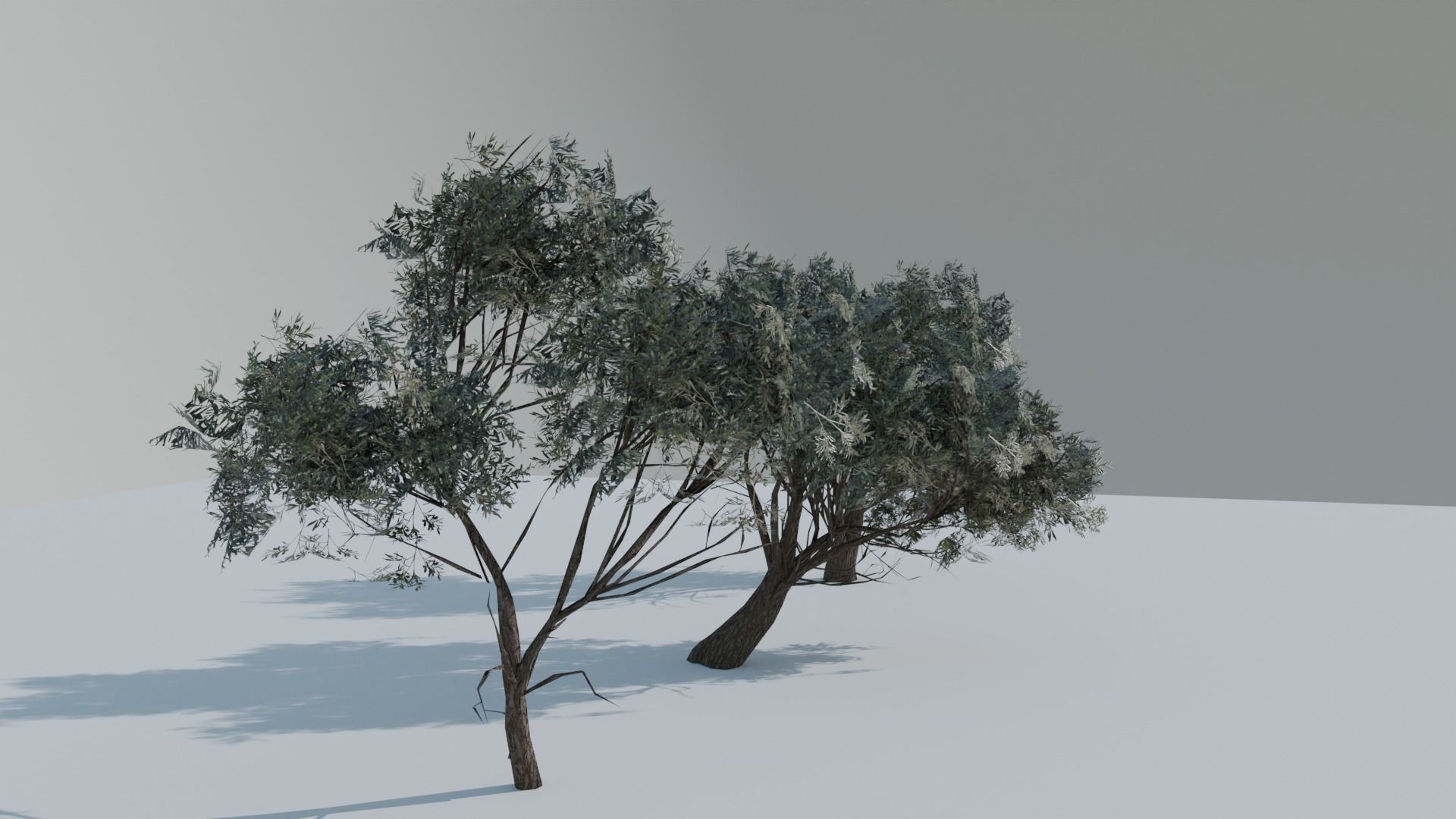 European Olive Tree 3D model 3 assets pack Low-poly 3D model_3