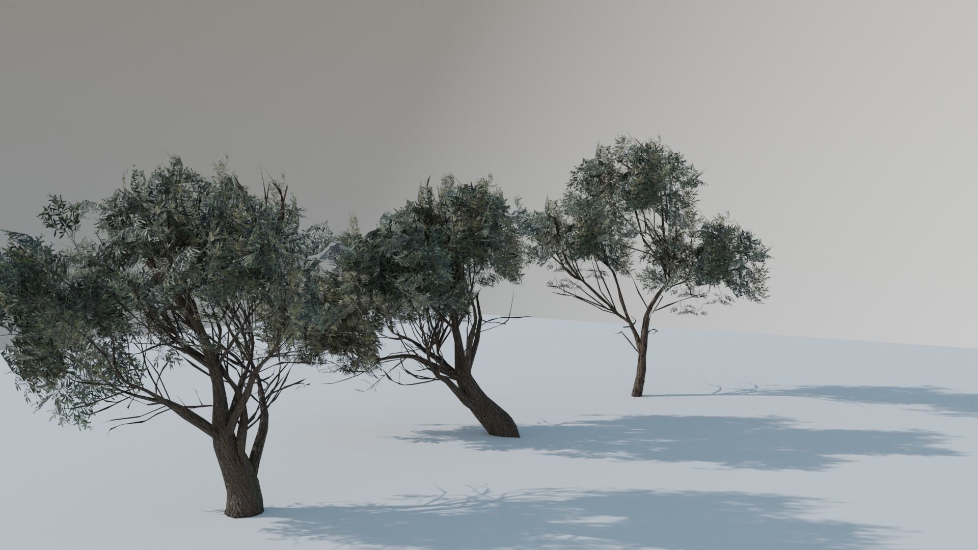 European Olive Tree 3D model 3 assets pack Low-poly 3D model_12