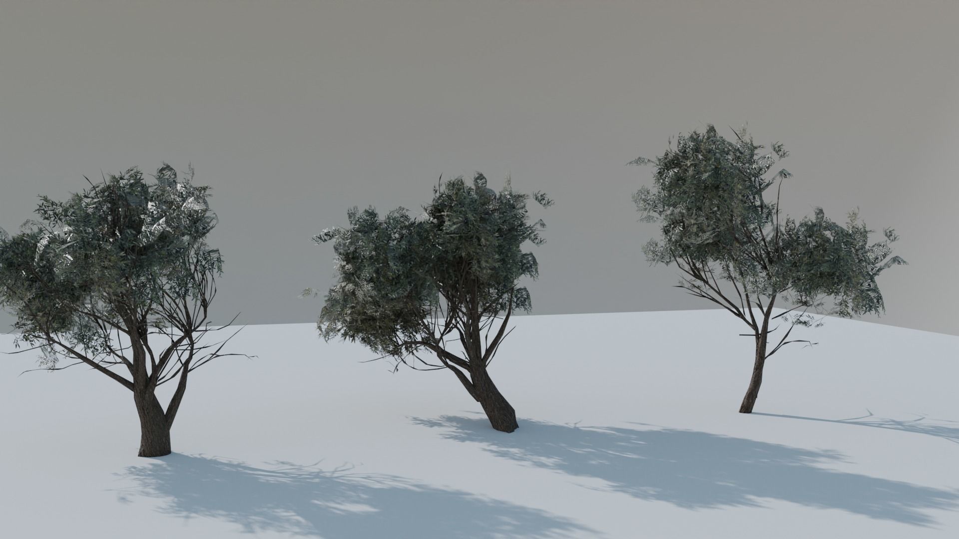European Olive Tree 3D model 3 assets pack Low-poly 3D model_10