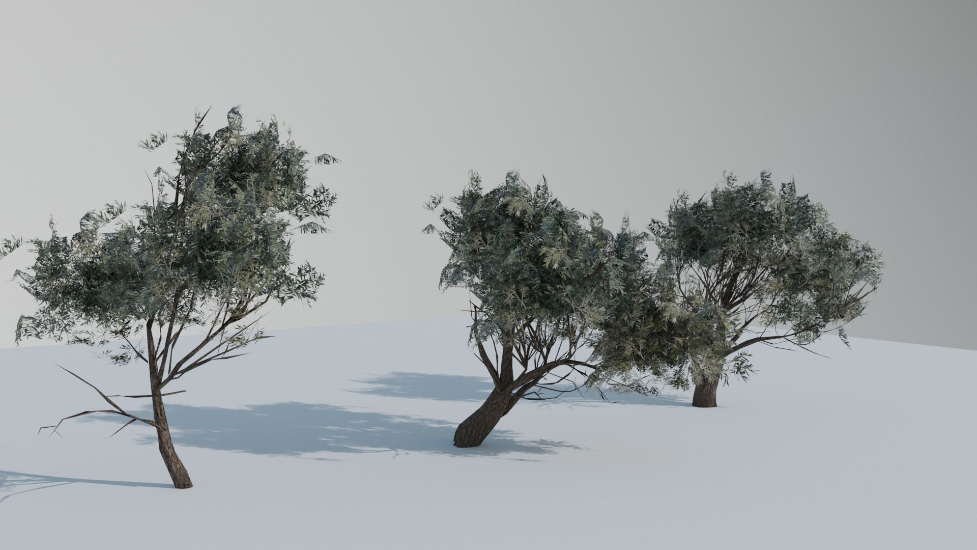 European Olive Tree 3D model 3 assets pack Low-poly 3D model_1