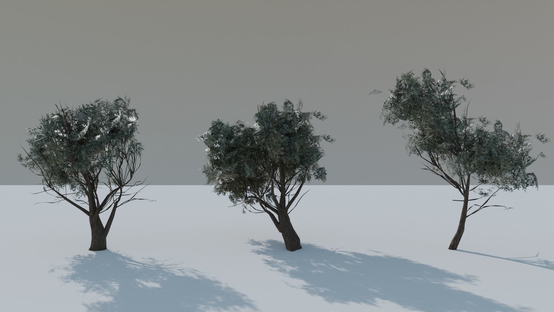 European Olive Tree 3D model 3 assets pack Low-poly 3D model_9