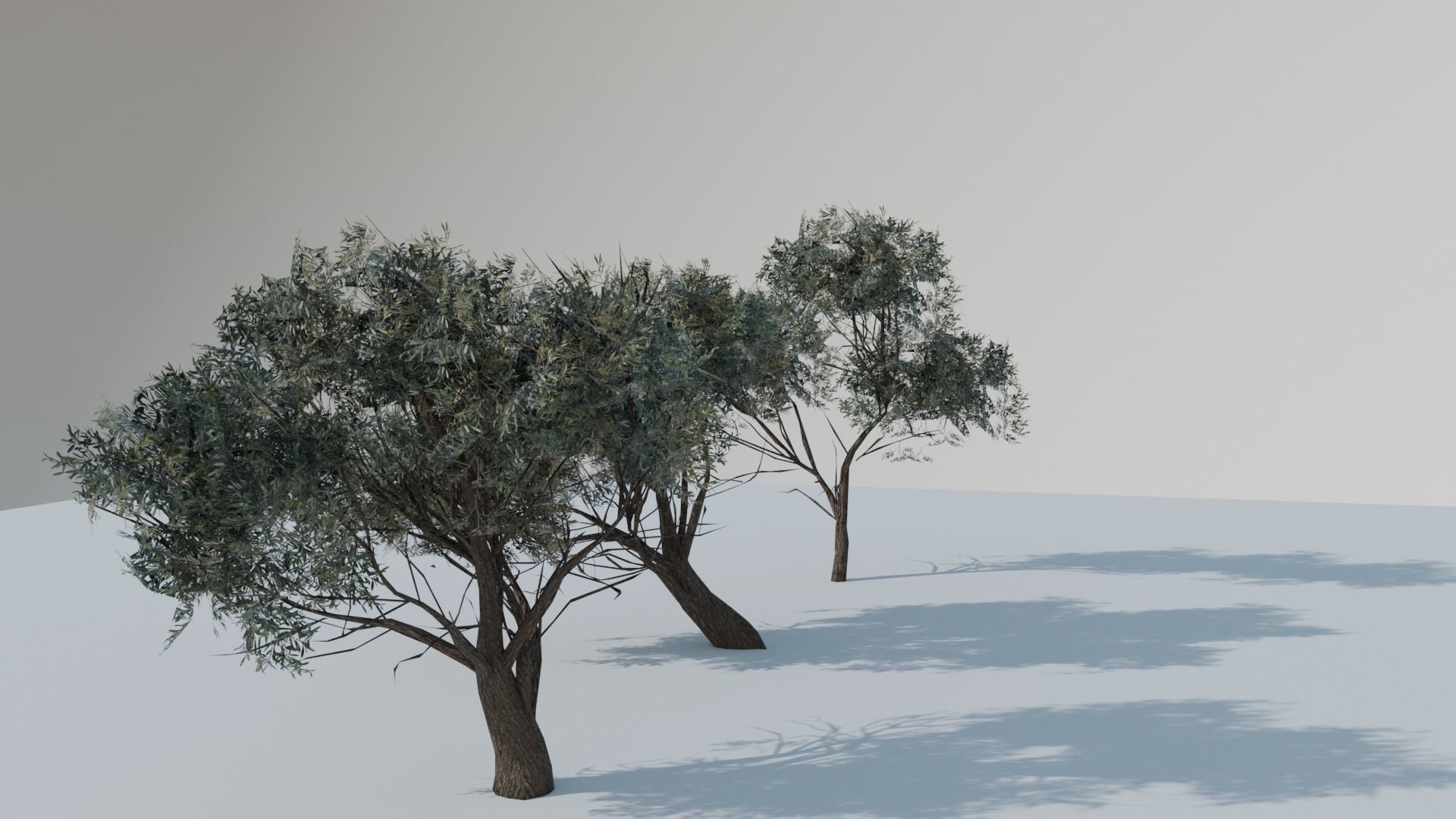 European Olive Tree 3D model 3 assets pack Low-poly 3D model_13