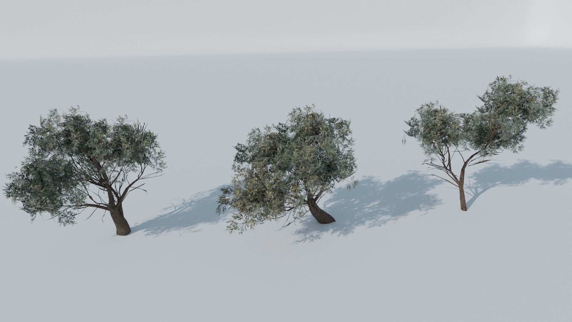 European Olive Tree 3D model 3 assets pack Low-poly 3D model_20