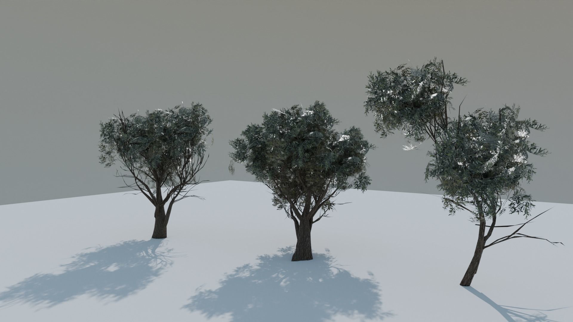 European Olive Tree 3D model 3 assets pack Low-poly 3D model_7
