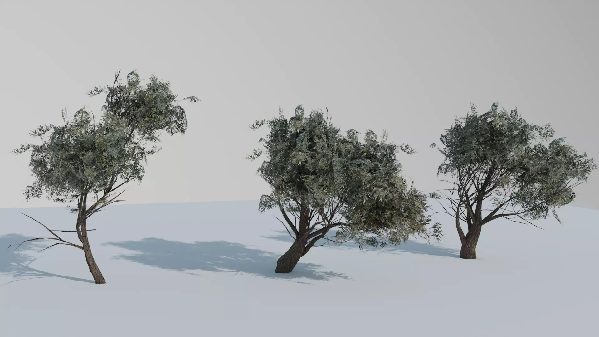 European Olive Tree 3D model 3 assets pack Low-poly 3D model_0