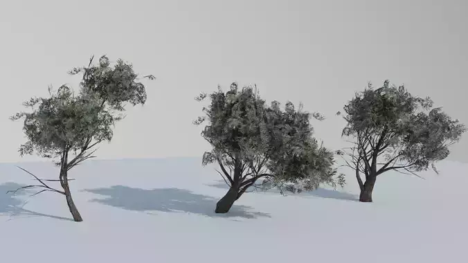  European Olive Tree 3D model 3 assets pack