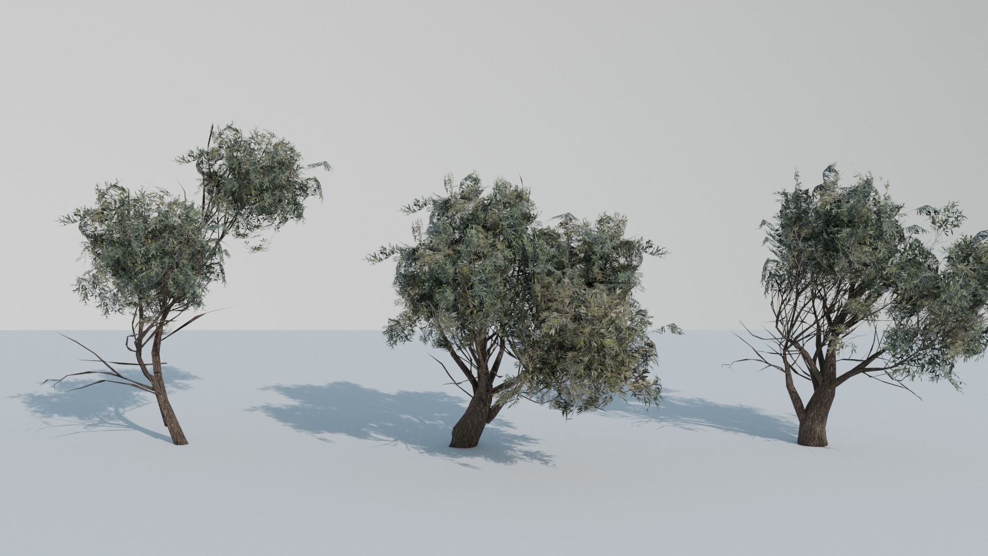 European Olive Tree 3D model 3 assets pack Low-poly 3D model_19