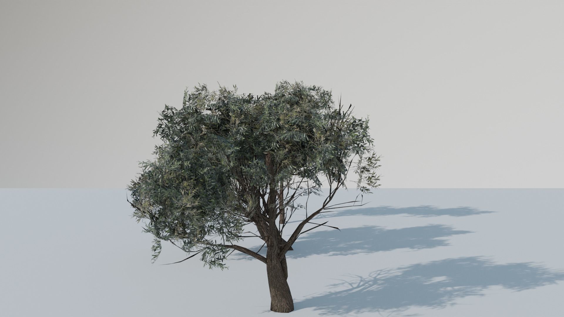 European Olive Tree 3D model 3 assets pack Low-poly 3D model_14