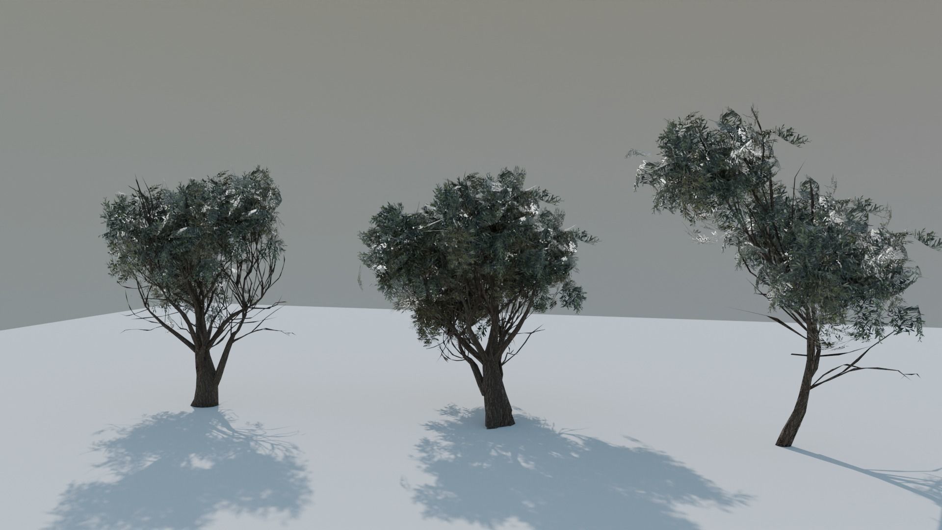 European Olive Tree 3D model 3 assets pack Low-poly 3D model_8
