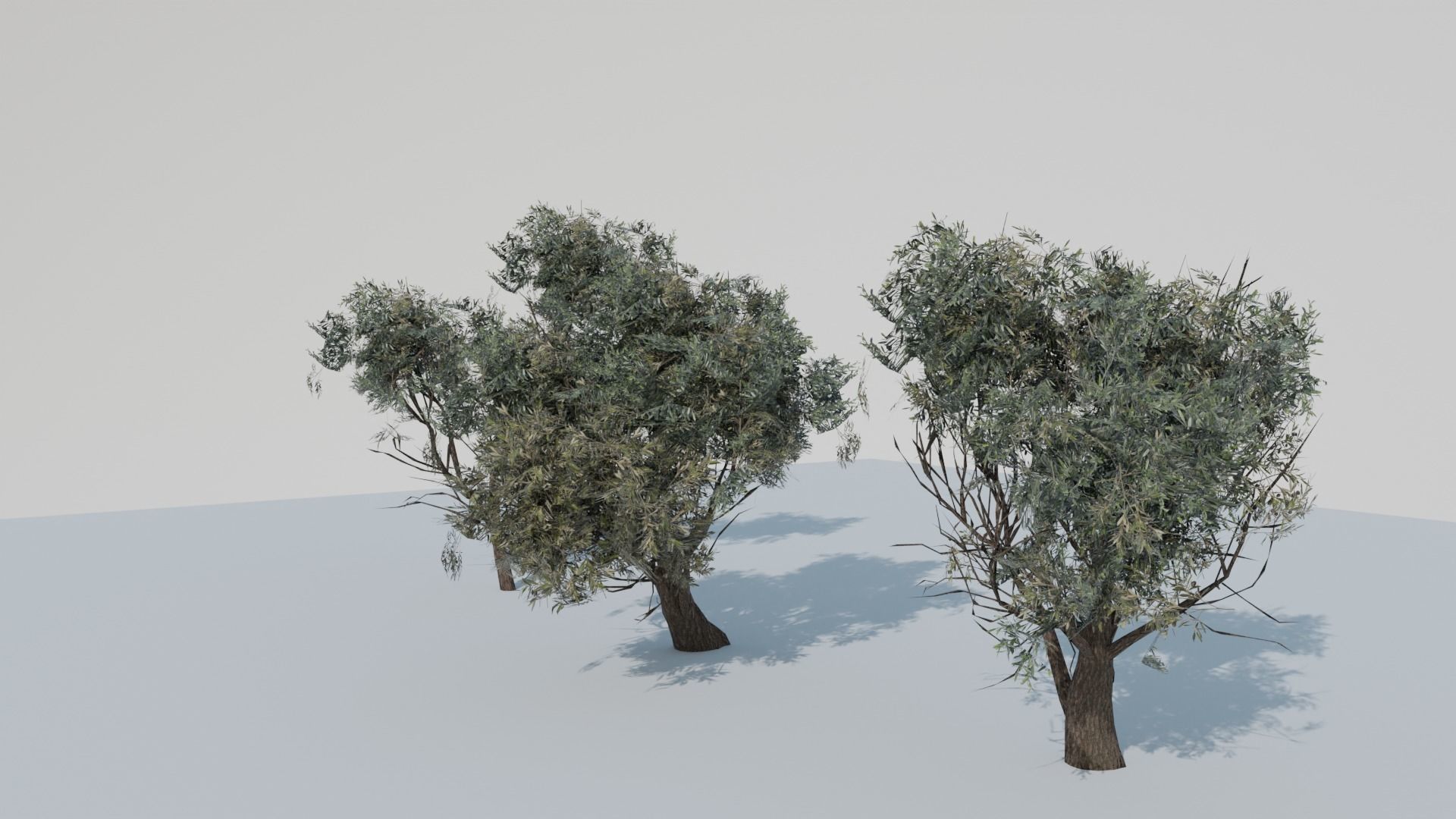 European Olive Tree 3D model 3 assets pack Low-poly 3D model_16
