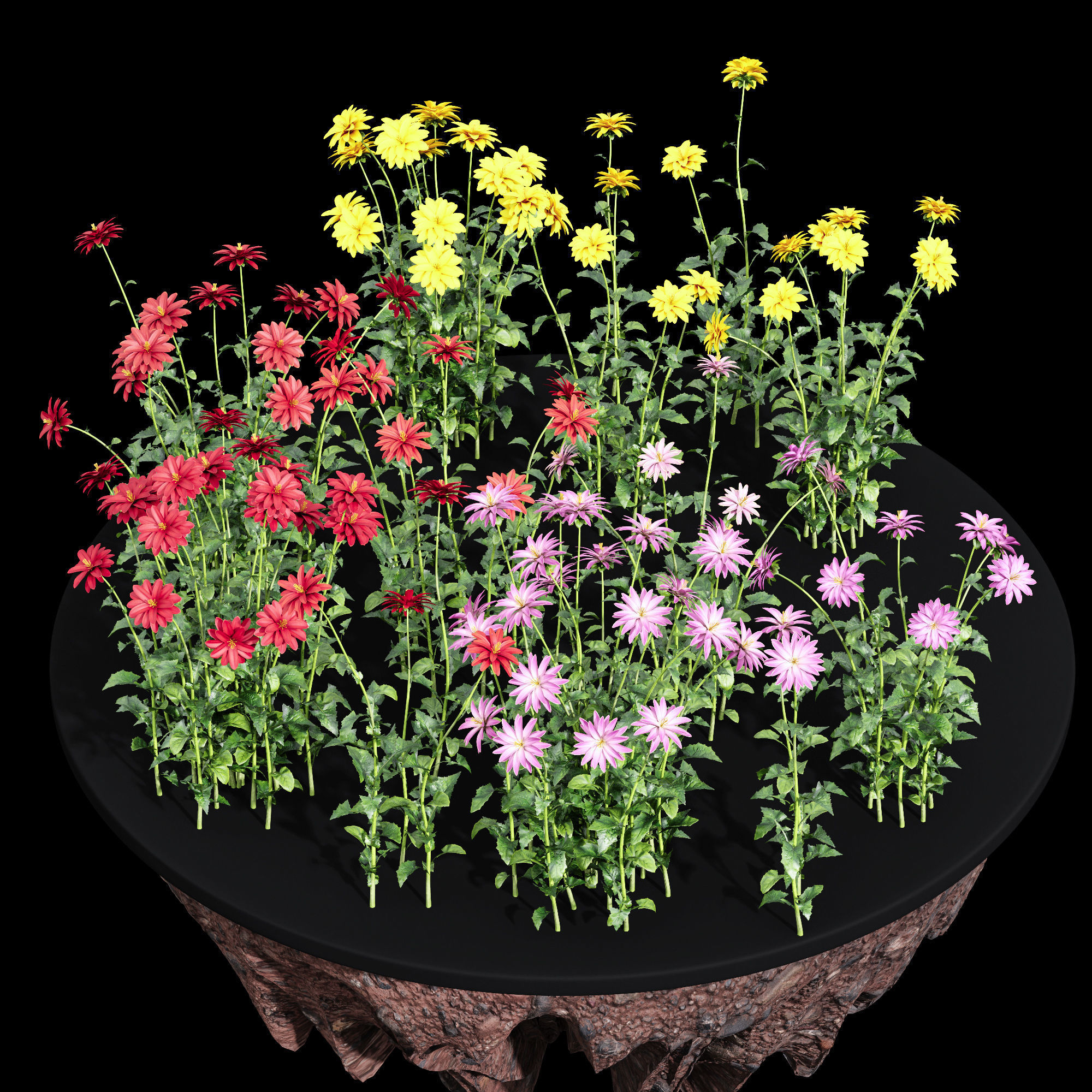 African Daisy 3D model_3