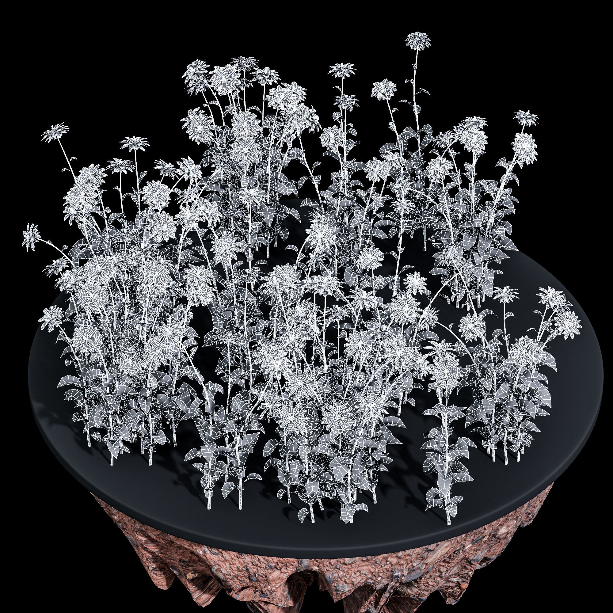 African Daisy 3D model_4